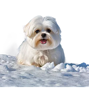 Maltese In Snow Png 06282024 PNG Image