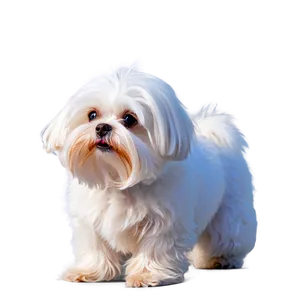 Maltese In Snow Png 6 PNG Image