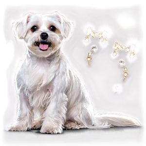 Maltese With Sparkling Eyes Png Bsn52 PNG Image