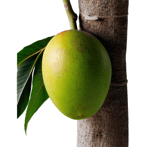 Mango Tree PNG 05232024 PNG
