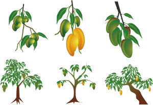Mango Treeand Fruit Stages PNG with transparent background