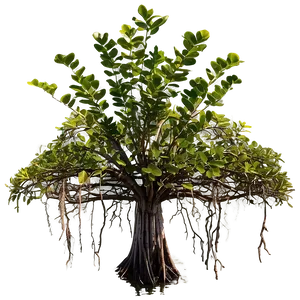 Mangrove Forest Aerial Roots Png Ccf PNG Image