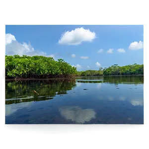 Mangrove Forest Reflection Png 29 PNG Image