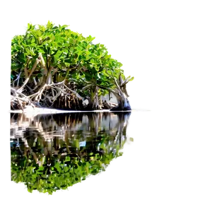 Mangrove Forest Reflection Png Yfg PNG Image