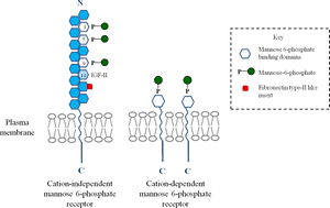 Overall Structure The Cation Independent And The Cation - Mannose 6 Phosphate M6p Pathway, HD Png Download PNG image with transparent background