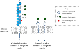 Mannose6 Phosphate Receptors Diagram PNG Image