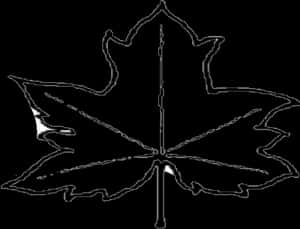 Transparent Fall Leaf Clip Art Png - Out Line Picture Of Leaves, Png Download PNG image with transparent background