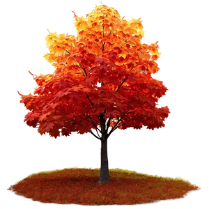 Maple Tree Glowing In Sunset Png Sfw43 PNG Image