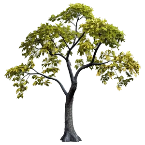 Maple Tree In Early Spring Png Uwl PNG Image