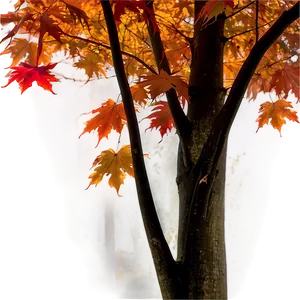 Maple Tree In Foggy Morning Png Nyc21 PNG Image