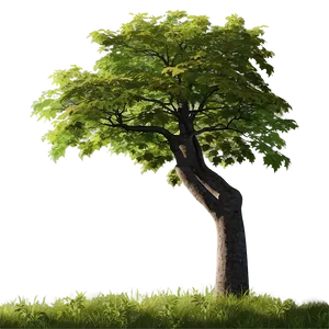 Maple Tree In Rural Field Png Qdy19 PNG Image