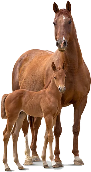 Mare_and_ Foal_ Bonding PNG Image