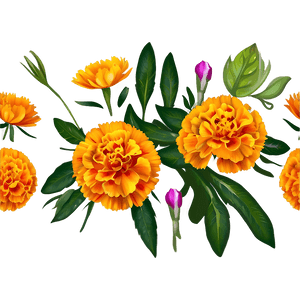 Marigold Bouquet PNG 64 PNG image with transparent background