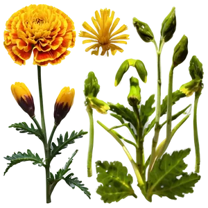 Marigold Floral Design Png 10 PNG Image