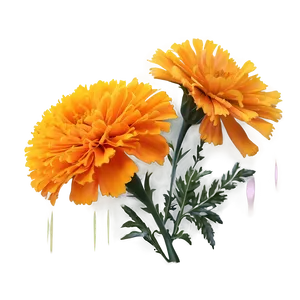 Marigold Floral Design Png 91 PNG Image