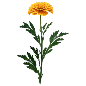 Marigold Flower PNG 06112024 PNG image with transparent background