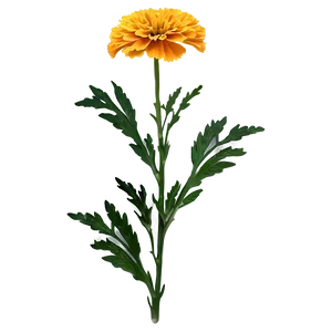 Marigold Flower Png 06112024 PNG Image