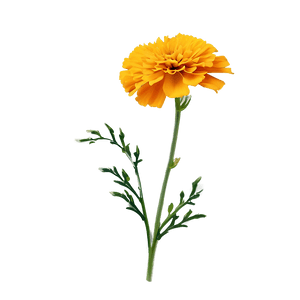 Marigold Flower PNG 06112024 PNG image with transparent background
