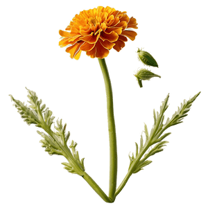 Marigold Flower PNG rol PNG image with transparent background