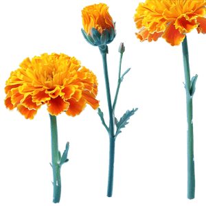Marigold Flower PNG sqq PNG image with transparent background