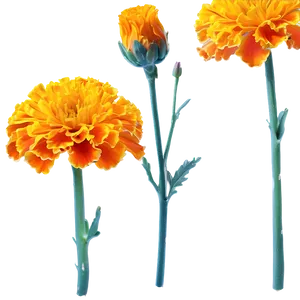 Marigold Flower Png Sqq PNG Image