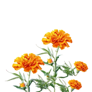 Marigold Flowers Png 06132024 PNG Image