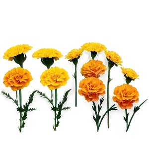 Marigolds A PNG Image