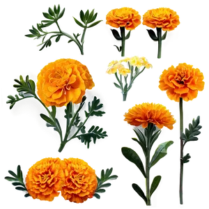 Marigolds D PNG Image