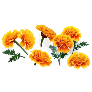 Marigolds On White Background Png Err68 PNG Image