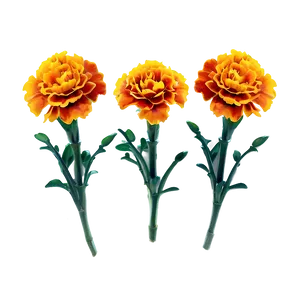 Marigolds On White Background Png Lug71 PNG Image