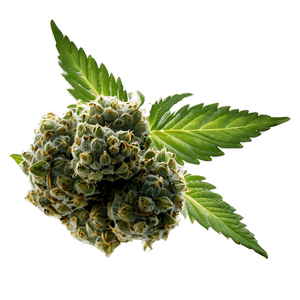 Marijuana Bud PNG 05032024 PNG image with transparent background