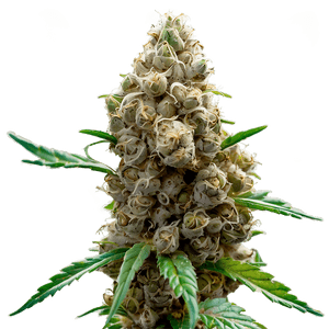 Marijuana Bud PNG 05032024 PNG image with transparent background
