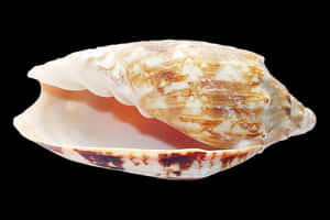 Marine Conch Shell PNG image with transparent background