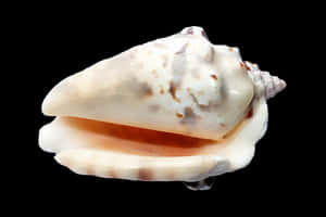 Marine Conch Shellon Black PNG image with transparent background