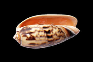 Marine Cone Snail Shell PNG image with transparent background