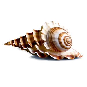 Marine Seashell Clipart Png Fnc28 PNG Image