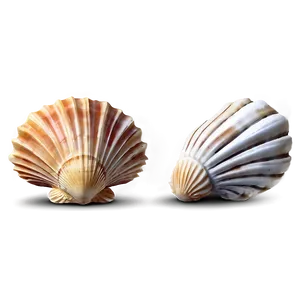 Marine Shells Set Png Dei PNG Image