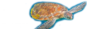 Marine Turtle Conference Banner2018 PNG Image