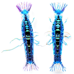 Marine Zooplankton Png Jnw50 PNG Image