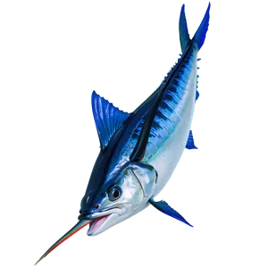 Marlin Catch Of The Day Png 06242024 PNG Image