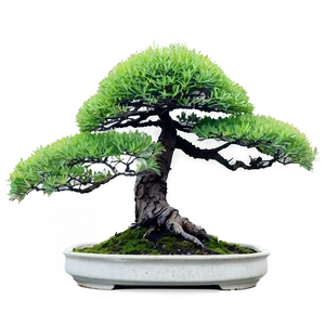 Mature Bonsai Tree Png 19 PNG Image