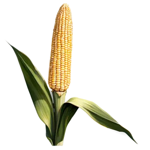 Mature Corn Stalk Png Kga20 PNG Image