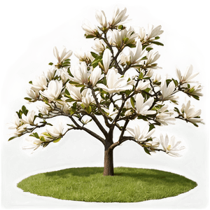 Mature Magnolia Tree Landscape PNG 06212024 PNG