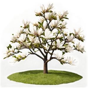 Mature Magnolia Tree Landscape Png 06212024 PNG Image