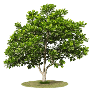 Mature Magnolia Tree Landscape PNG 85 PNG