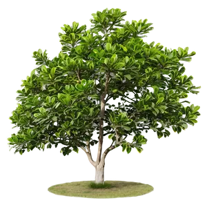 Mature Magnolia Tree Landscape Png 85 PNG Image