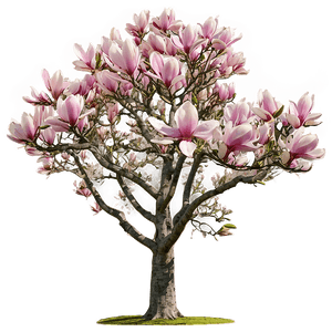 Mature Magnolia Tree Landscape PNG hxf3 PNG