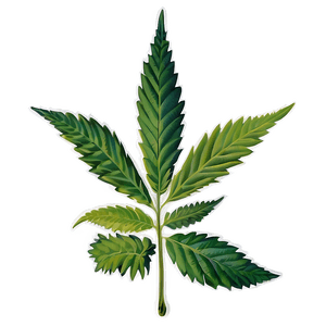 Medicinal Cannabis PNG 05032024 PNG image with transparent background
