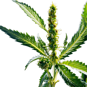 Medicinal Cannabis PNG bke64 PNG image with transparent background