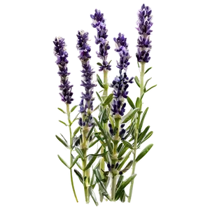 Medicinal Lavender Plant Png 06282024 PNG Image